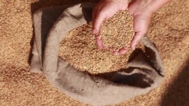 Hands of older female puring and sifting wheat grains in a jute sack. Wheat grains in a hand after good harvest of successful farmer. agriculture concept. Business man checks the quality of wheat
