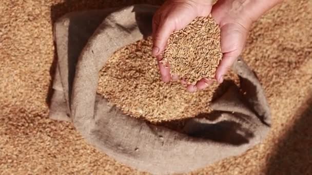 Hands Older Female Puring Sifting Wheat Grains Jute Sack Wheat — Stockvideo