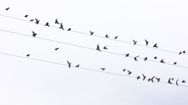 何百羽もの鳥が空を背景に電線から離陸する 屋外の送電線の群れ 野生生物の概念 — ストック動画