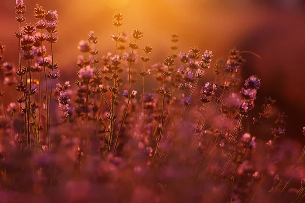 Close Bushes Lavender Blooming Scented Fields Sunset Lavender Purple Aromatic — Stockfoto