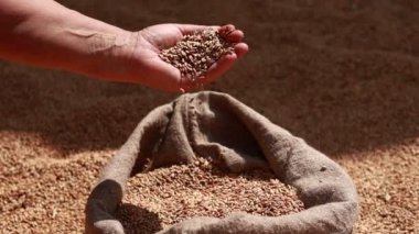 Hands of older female puring and sifting wheat grains in a jute sack. Wheat grains in a hand after good harvest of successful farmer. agriculture concept. Business man checks the quality of wheat