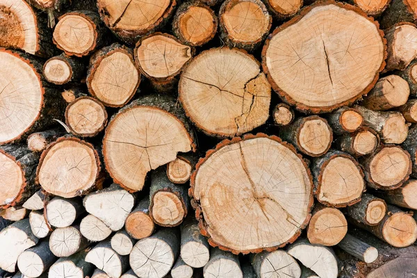 Cross section of tree trunks, timber background. Log trunks pile, the logging timber wood industry. Cutting tree trunks placed together for interior decorate. Decoration of cutting tree