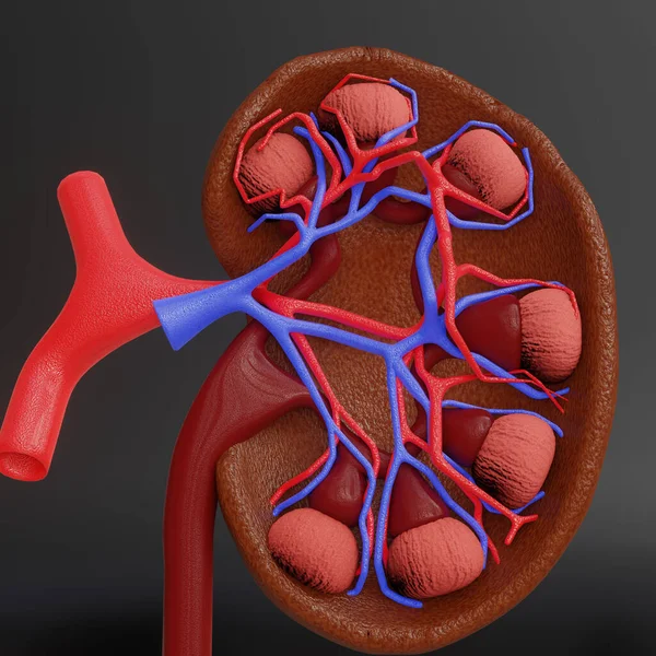A 3d rendering image of a human kidney