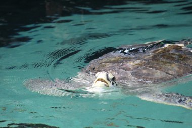 Deniz aslanı suda yüzüyor.