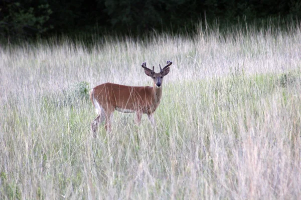 Veado Cauda Branca Buck Floresta — Fotografia de Stock