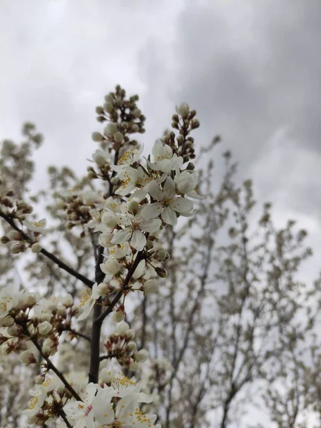 Hermosas Flores Primavera Cerezo Flor —  Fotos de Stock