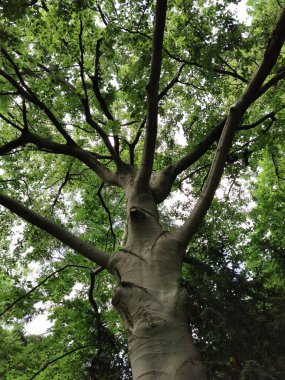 Küçük bir ormanda Avrupa kayın ağacı