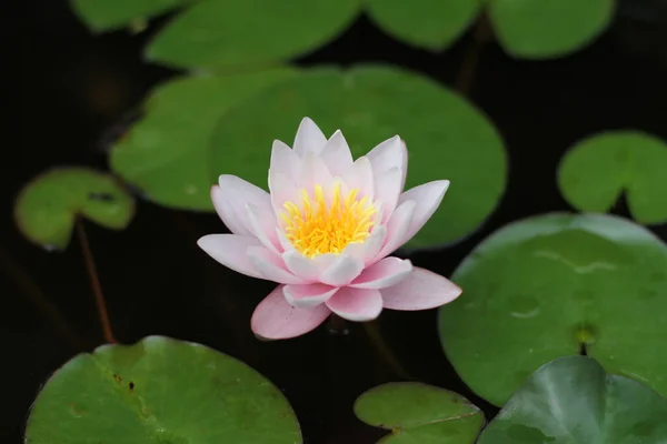 Beautiful pink and white lily in a small pond with green water lilies