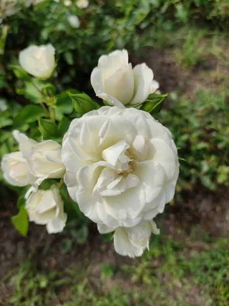 Close Beautiful White Roses Garden Nature Flora Foliage — Fotografie, imagine de stoc