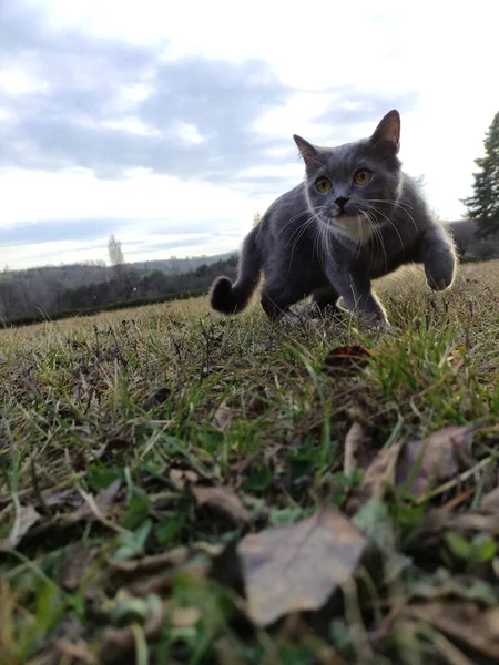 Cute Cat Walking Park Spring — Fotografia de Stock