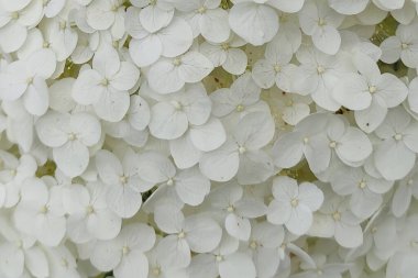 Bahçede güzel beyaz ortanca çiçekler