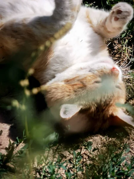A white-red cat lies cutely on the ground in green plants, yawns and squints from the sun