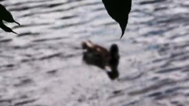 Duck swims in the lake, posing for tourists