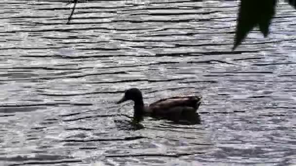Duck Swims Lake Posing Tourists — стоковое видео