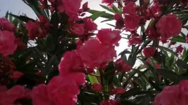 A lot of red-pink roses in their green leaves, the sun shines brightly through the roses