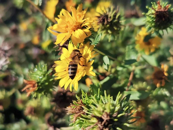 Bijen Verzamelen Honing Van Gele Bladeren — Stockfoto