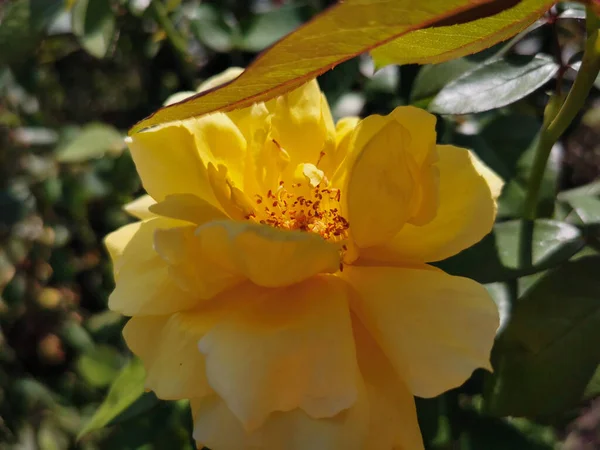 Yellow Rose Stamens — Stock Photo, Image