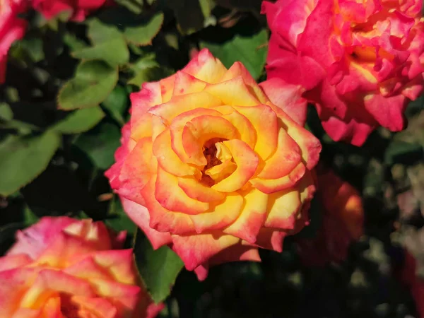 Lots Yellow Red Roses — Stock Photo, Image