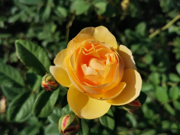 Yellow Rose Unopened Roses — Stock Photo, Image