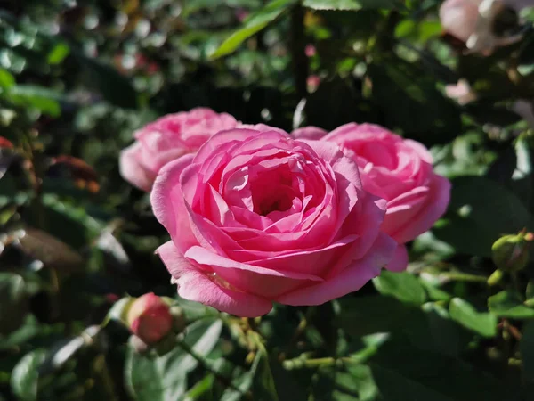 Bush Pink Roses — Stock Photo, Image