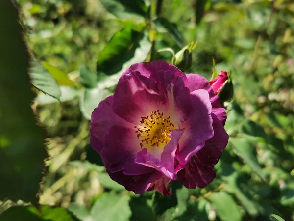 Purple roses on a green background