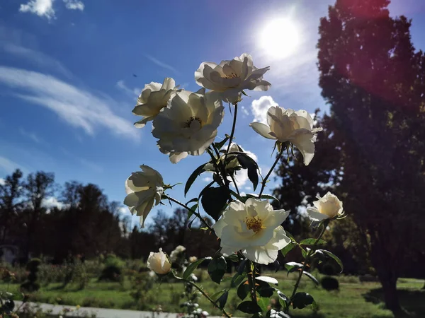 White Prickly Rose Bush — Stock Photo, Image