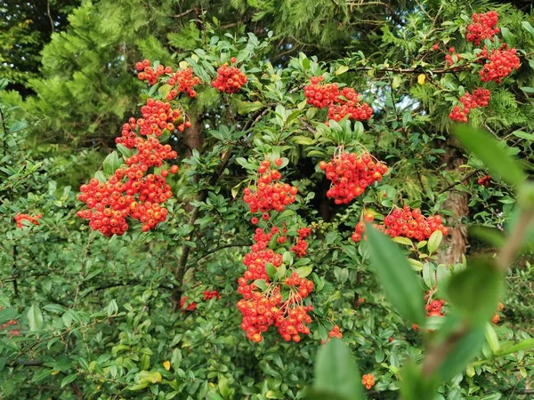 Inedible, red, decorative berries in the garden with green leaves, shrub, with brown bugs.