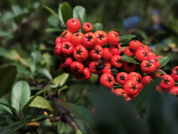 Inedible, red, decorative berries in the garden with green leaves, shrub, with brown bugs.