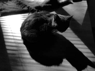 Siyah beyaz fotoğraf, kedi.