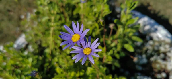 Decorative, beautiful, purple flowers with small yellow stamens in a green flower bed.