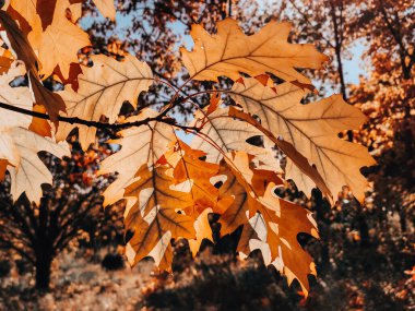 Sonbahar. Portakallı, geniş yapraklı bir bulanıklık. Yapıları güneşte bir dalın üzerinde..
