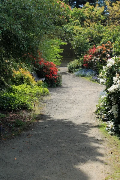 Bahçe yolu arasında çiçekli orman gülleri