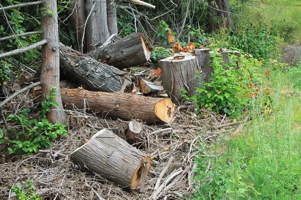Couper des arbres pour le bois de chauffage d'hiver Images De Stock Libres De Droits