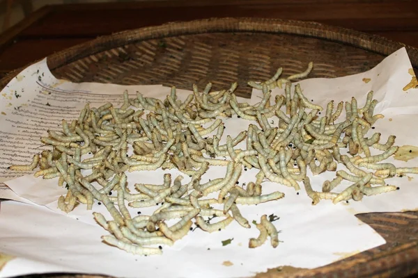 Silkworms at a farm near Angkor Wat, Siem Reap, Cambodia