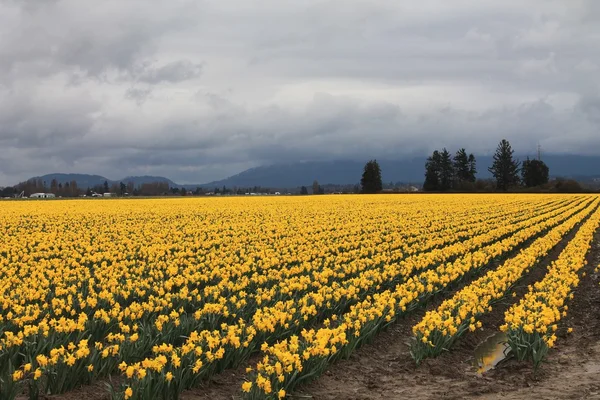 Nergis sonsuza kadar devam