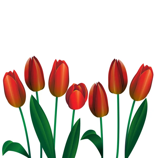 4 赤いチューリップの花束 — ストックベクタ