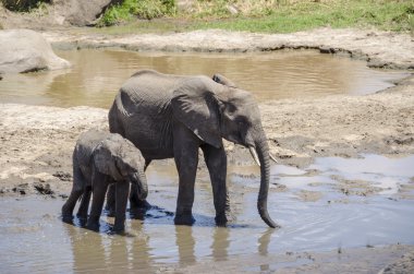 Aile elefants içme