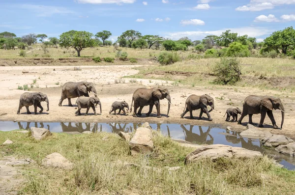 Rodzina elefants Zdjęcia Stockowe bez tantiem