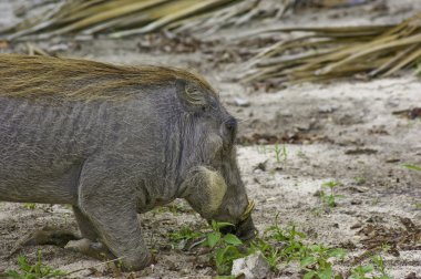 Yaban domuzu Beslemesi