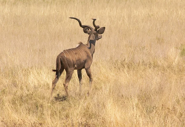 Μεγάλη αντιλόπη της Αφρικής σε etosha, Ναμίμπια — Φωτογραφία Αρχείου