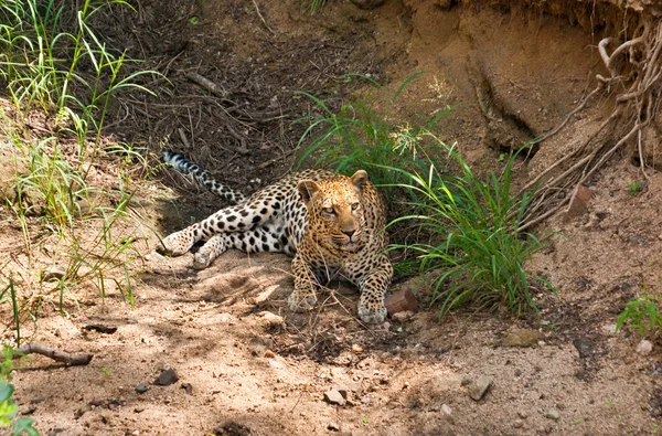 Leopardo —  Fotos de Stock