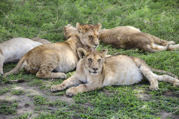 Leones de jung —  Fotos de Stock