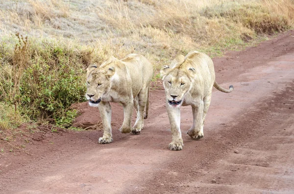 Dos leones —  Fotos de Stock