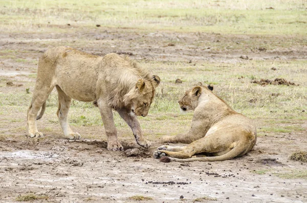 Δύο λιοντάρια — Φωτογραφία Αρχείου