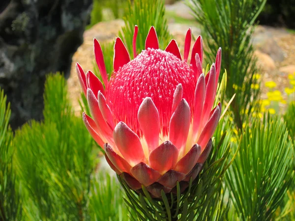 Protea aristata — Foto Stock