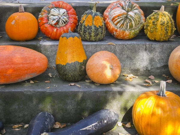 Harvested pumpkins — Stock Photo, Image