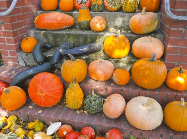 Pumpkins — Stock Photo, Image