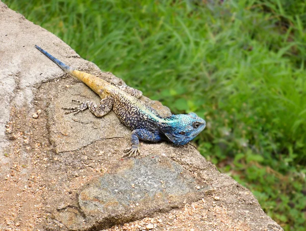 Agama à gorge bleue — Photo