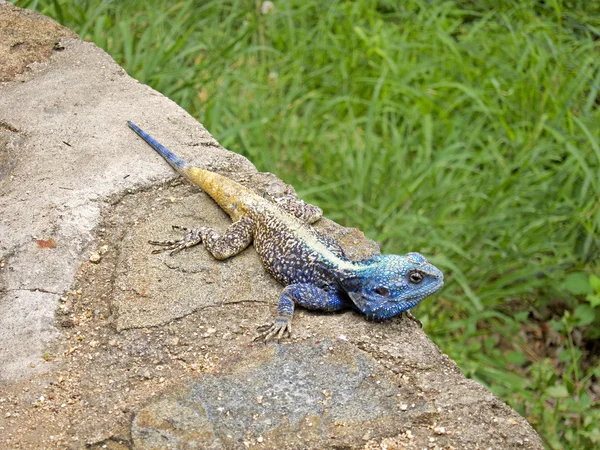 Agama à gorge bleue — Photo