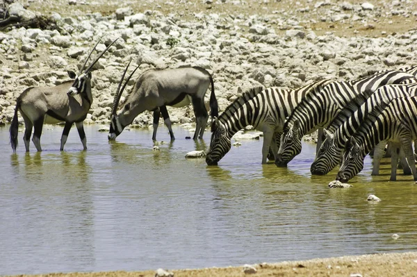 Cebras y kudus en el abrevadero, Etosha, Namibia — Foto de Stock